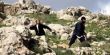  أهالي قرية تفليت الفلسطينية يقبضون على مستوطنين