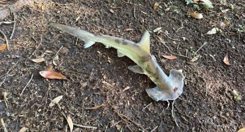 سمكة قرش تسقط من السماء خلال إحدى مباريات الغولف في ولاية أمريكية!