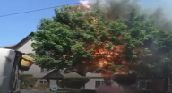 مشهد مخيف: شجرة تتعرض لتماس كهربائي وتحترق