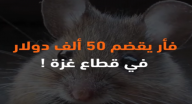 فأر يقضم 50 ألف دولار في قطاع غزة!