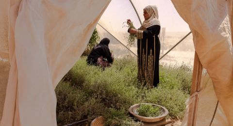 ريّا أول تعاونية زراعية للنساء البدويات في النقب بمبادرة من جمعية سدرة