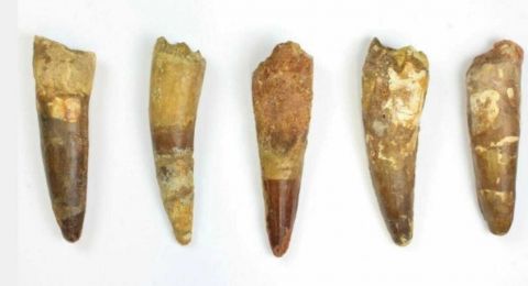 الجمارك الفرنسية تضبط أسنان ديناصورات كبيرة قادمة من بلد عربي في مركبة شحن