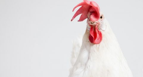 طبيب: تهديد إنفلونزا الطيور للبشرية ما يزال مستمرا