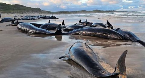 كارثة بيئية.. حيتان قاتلة تغزو الشاطئ