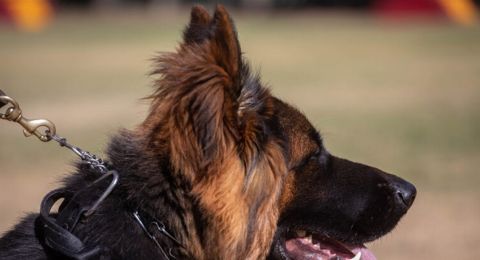 أغلى كلب في العالم.. اليكم سعره