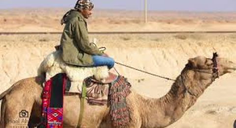 توتر في النقب بعد مقتل 4 جمال وتعليق ضبع على جسر