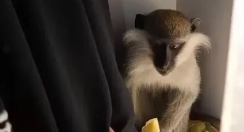 القرد رقم 17: ضبط قرد داخل خزانة ملابس في النقب