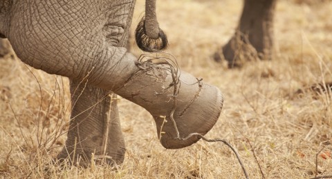 قطيع فيلة يتعاون لإنقاذ أحد أفراده علقت قدمه في سلك شائك