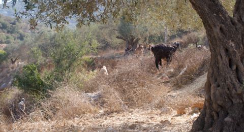 "التعاون الإسلامي" تدين تصاعد إرهاب المستعمرين في الضفة الغربية