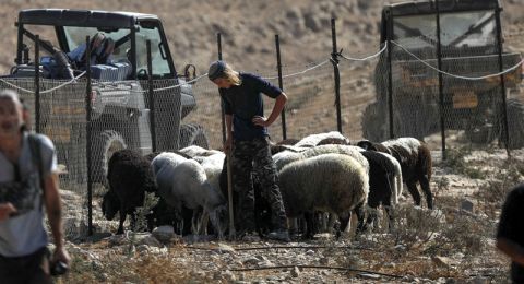 مستوطنون يقدمون على تسميم أغنام في المغيّر شرق رام الله