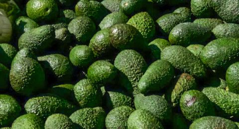 الشركة الأردنية الفلسطينية تفتح أسواقا جديدة لتصدير الأفوكادو من فلسطين