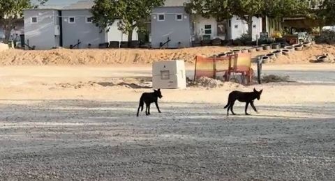 آلاف الكلاب 