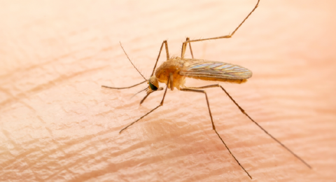 تحذير صحي: عودة حمى غرب النيل إلى إسرائيل مع تسجيل إصابات جديدة