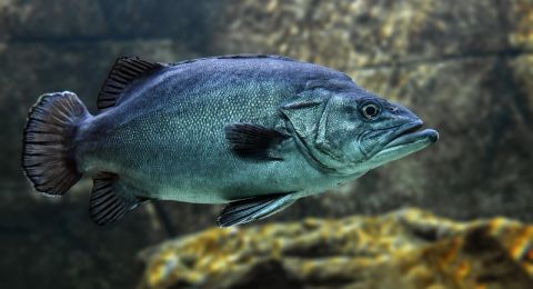 غواصون يلتقون بسمكة من عصور ما قبل التاريخ!