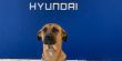 كلب يصبح موظفا للمبيعات في شركة هيونداي.. فما القصة؟