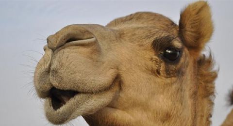 ماذا تأكل الجمال في الصحراء لتبقى على قيد الحياة؟ حقائق مثيرة حولها