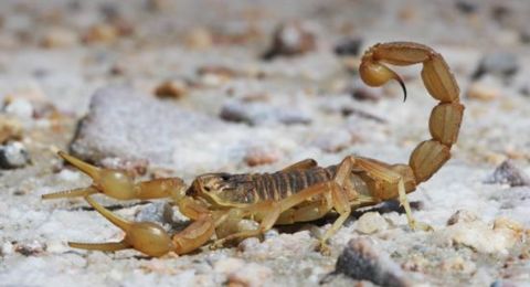 إكتشاف عقرب نادر... يقوم 