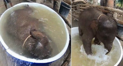 هل رأيت فيلًا يستحم في إناء؟