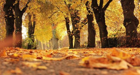 حالة الطقس: أجواء غائمة جزئيا وانخفاض في درجات الحرارة