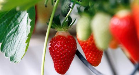 الفراولة سلاح طبيعي ضد السكري
