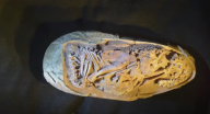 العثور على جنين ديناصور في بيضة متحجرة تعود لـ72 مليون سنة (فيديو)
