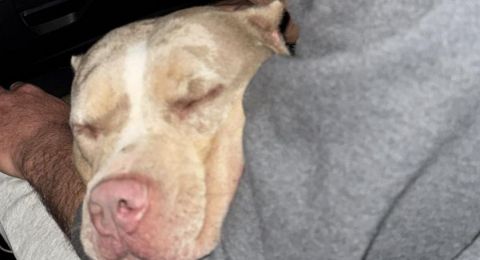 تهديد وسرقة كلبة فاخرة... والشرطة  تتدخل بسرعة!