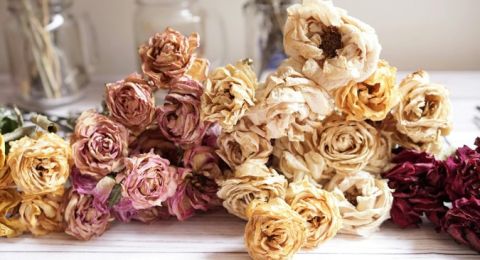 كيف تنسقين الزهور المجففة في أركان منزلك؟ دليل مُفصّل لإرشاد كل مهتمة