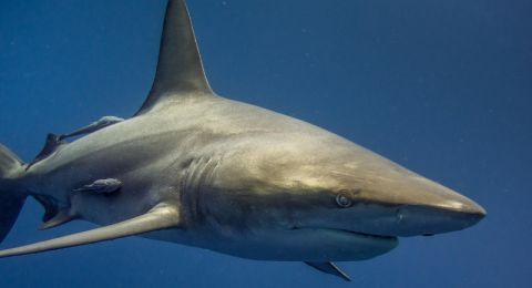 إغلاق جميع شواطئ أشدود بعد رصد قرش في البحر