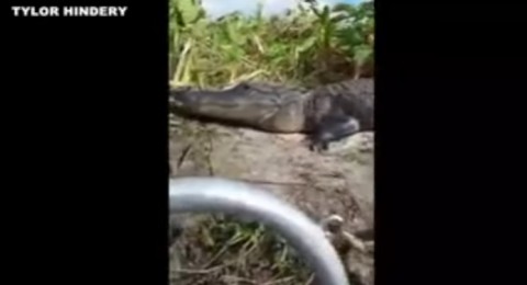 تمساح ضخم يهاجم زوجين أثناء بث حي على فيسبوك