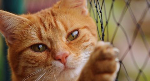 قط أشقر سبب فوز امرأة روسية بأكثر من 21 مليون روبل