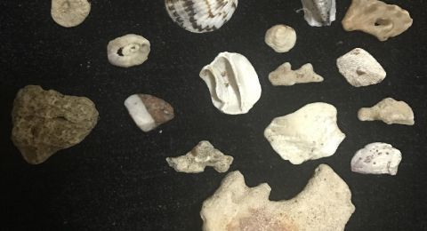 لماذا نسمع صوت البحر أو المحيط عند وضع الصدف على آذاننا؟