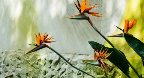 5 نباتات داخلية دارجة في 2025 تقوم بدور النقطة المركزية في الديكور