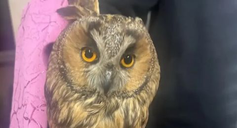 ضبط بومة داخل شقة في النقب: استمرار حملة السلطات ضد الاتجار غير القانوني بالحيوانات البرية