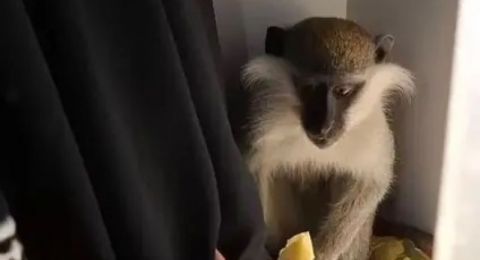 إنقاذ قرد في منطقة بير هداج بالنقب: 20 قردًا و4 أشبال ضُبطوا حتى الآن