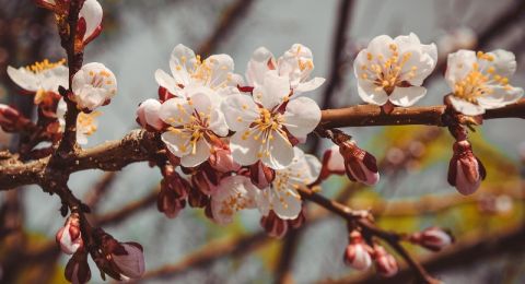 أطعمة تزيد من حساسية الربيع