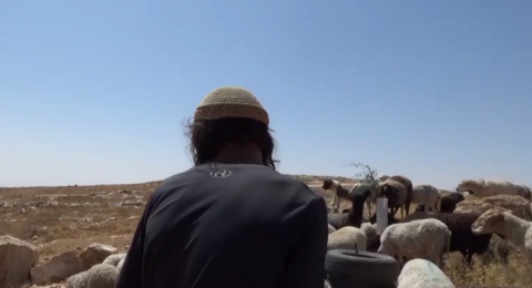 تصعيد استيطاني في مسافر يطا: اعتقال مواطنين وسرقة مواشي وحراثة أراضٍ بالقوة