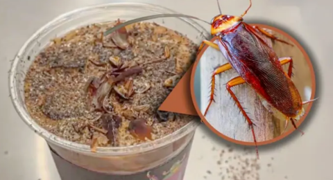 قهوة الصراصير والنمل تثير جدلاً واسعاً في الصين: طعم غريب ورائحة لا تُنسى