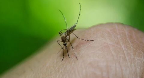 إصابة فتى بمرض الملاريا بعد عودته من رحلة إفريقية