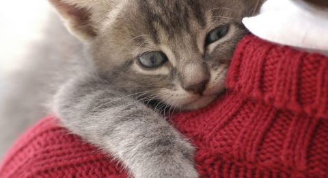 دراسة: مفتاح علاج السرطان البشري قد يكون مخبأ في القطط المنزلية