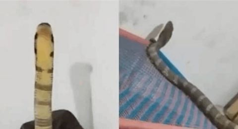 أفعى تدخل غرفة رجل وتقف بوجهه