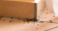 تخلص من النمل نهائياً بطرق طبيعية