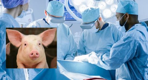 بعد 61 يوما.. أميركية تعيش بكلية خنزير تسجل إنجازا كبيرا