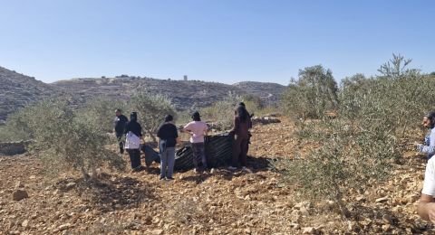 الجامعة العربية تدين اعتداءات المستوطنين خلال موسم قطف الزيتون