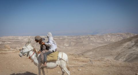 نقيب الفلاحين في مصر: الجلوس مع الحمير يحسّن المزاج ويعزز الصحة النفسية
