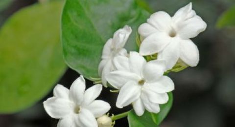 نباتات تفوح منها روائح منعشة تزيد البيت جمالا