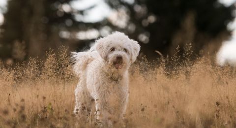 أغرب وظيفة..شركة تبحث عن متدرب لشم أنفاس الكلاب!