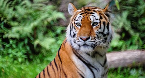 هاجمه نمر خلال عمله -إقرار وفاة عامل في حديقة الحيوانات في القدس