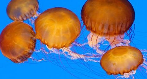 قناديل البحر تغزو الشواطئ: تحذيرات للمستجمين وحادث في محطة كهرباء