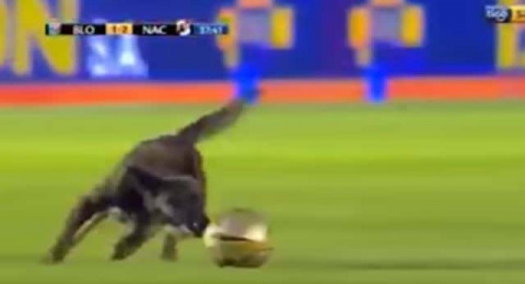 كلب يقتحم ملعباً خلال مباراة ويقتنص الكرة من اللاعبين