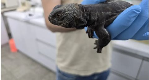 ضبط 11 سحلية محمية في شقة سكنية بأشدود ضمن حملة لمكافحة تجارة الحيوانات البرية